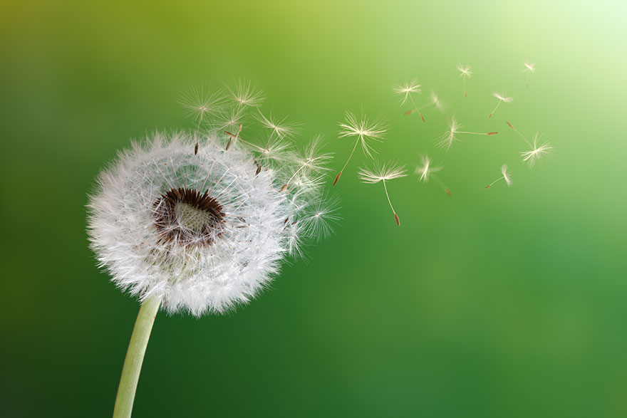 Lifestyle Therapy, make a wish, dandelion