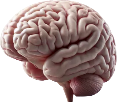 model  of brain